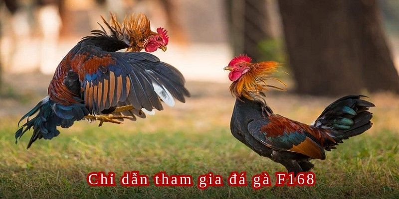 Truy cập link chính thức của nhà cái để tham gia cá cược Đá gà F168