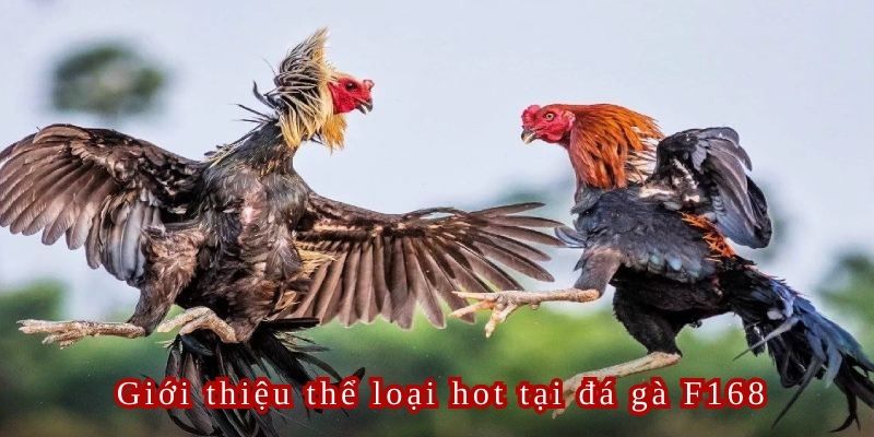 Cựa dao là hình thức cá cược khá phổ biến thi trải nghiệm tại sảnh đá gà F168